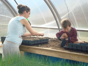 greenhouse seeding