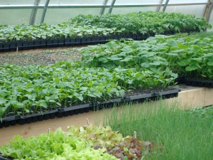 greenhouse bounty