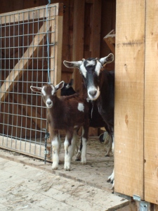 even the goats don't want to leave the barn