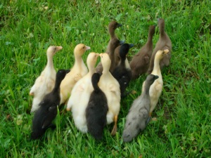 ducks on parade