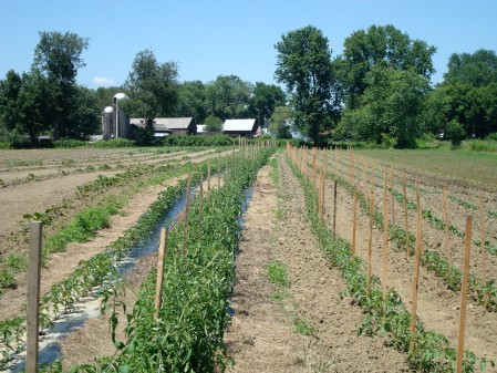 maria's field (most of our late summer and early fall crops)